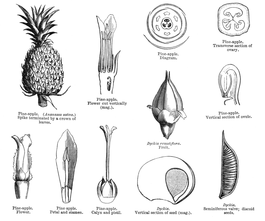 Photos plantes médicinales