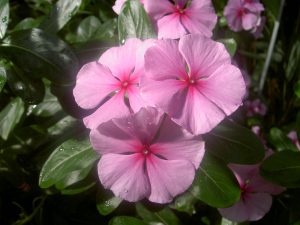 Catharanthus roseus