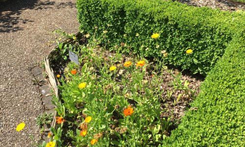 Jardin des Simples1